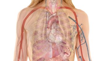anatomy, woman, human, body, skin, organs, schema, lung, biology, teaching, people, science, medicine, nursing, anatomy, anatomy, anatomy, human, human, body, body, body, body, body, biology, teaching, people, science, science, science, medicine